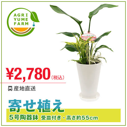 寄せ植え5号陶器鉢(約55cm)観葉植物/新築祝い/開店祝い/誕生日プレゼント/結婚祝い/…...:agriyumefarm:10000030