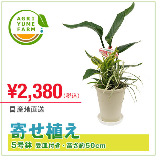 寄せ植え5号プラ鉢(約50cm)観葉植物/新築祝い/開店祝い/誕生日プレゼント/結婚祝い/…...:agriyumefarm:10000037