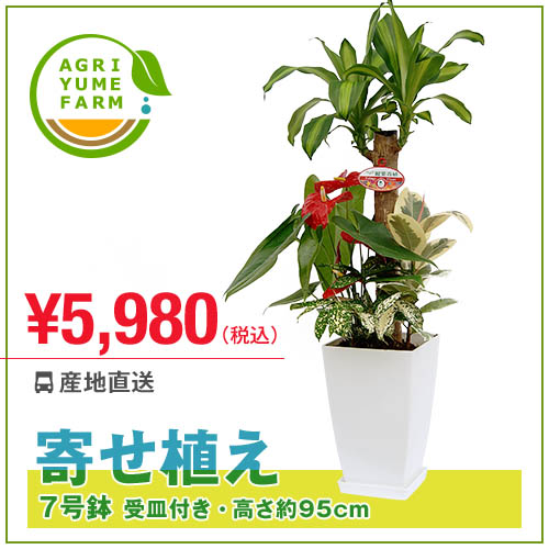 寄せ植え7号プラ鉢(約95cm)観葉植物/新築祝い/開店祝い/誕生日プレゼント/結婚祝い/…...:agriyumefarm:10000045