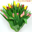 生花 花束 チューリップ 30本 ギフトラッピング 生花 花束 チューリップ 30本 ギフトラッピング