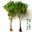お盆 お彼岸 お墓まいり ご仏壇用に 根付きしきび 2本セット シキミ 樒 生花 お盆 お彼岸仏花 富士のしきみ お盆 お彼岸 お墓まいり ご仏壇用に 根付きしきび 2本セット シキミ 樒 生花 お盆 お彼岸仏花 富士のしきみ