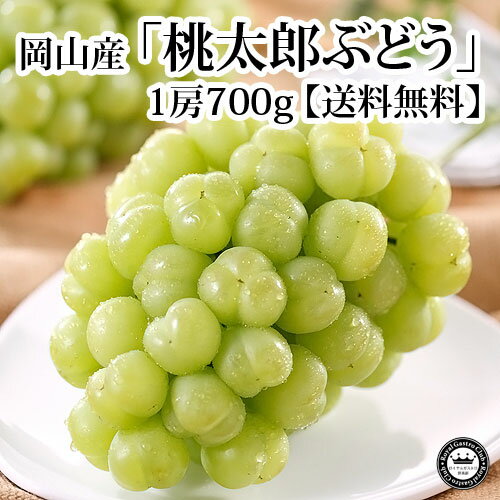 岡山県産　桃太郎ぶどう　約700g×1房　化粧箱入り　送料無料[ロイヤルガストロ]　最高級・岡山の朝摘みブランドフルーツ「桃太郎ぶどう」を化粧箱でお届け！