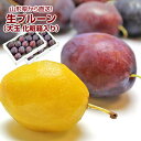 生プルーン プレジデント 山形県産 1箱12~15玉 詰め合わせ 2箱セット 大玉サイズ 化粧箱入り | プルーン 生プルーン フルーツ 果物 くだもの お取り寄せ グルメ 産地直送 産直 山形県産 山形産 フルーティ デザート 旬 めずらしい 食べ物 化粧箱 ギフト 贈り物