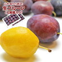 生プルーン プレジデント 山形県産 1箱16~18玉 詰め合わせ 2箱セット 化粧箱入り | プルーン 生プルーン フルーツ 果物 くだもの お取り寄せ グルメ 産地直送 産直 山形県産 山形産 フルーティ デザート 旬 めずらしい 食べ物 化粧箱 ギフト 贈り物