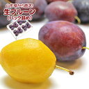 生プルーン プレジデント 山形県産 1パック5〜6玉 4パック入り 大玉サイズ 詰め合わせ 化粧箱入り 送料無料 | フルーツ 果物 くだもの お取り寄せ グルメ 産地直送 産直 山形県産 山形産 フルーティ デザート 旬 めずらしい 食材 化粧箱 ギフト 贈り物 プレゼント 大きい