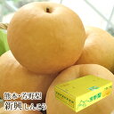 新興梨(しんこうなし) 熊本県産 約5kg(10〜13玉入り) 送料無料 芳野の日本梨