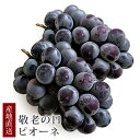 敬老の日 ぶどう 葡萄 ピオーネ 山梨県産 約1kg(約500g×2房入) 秀品 化粧箱入り | 誕生日プレゼント 還暦祝い 米寿 プレゼント 喜寿 祝い 還暦 内祝い 80歳 80代 お祝い 傘寿 古希 卒寿 百寿 長寿祝い ギフト 果物 敬老の日 フルーツ 産地直送 母 お供え物