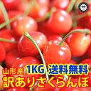 【送料無料】　訳ありさくらんぼ佐藤錦　約1kg（バラ詰め）【山形県産】