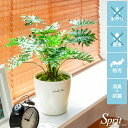 観葉植物 光触媒 インテリア おしゃれ 造花 消臭 防菌 V-CAT 人工植物 お手入れ不要 ホルムアルデヒド分解 ミニ 新築祝い 引っ越し祝い テーブルタイプ グリーン 光触媒人工植物 SPRIT〔スプリット〕
