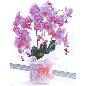 光触媒 胡蝶蘭 ピンク光でキレイな空気を作る。