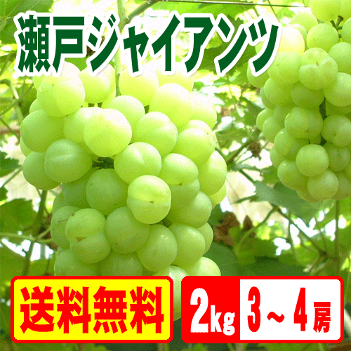 ޥåȤͭ̾а줵ͥ㥤ĤǤꤴѡ̵ۡͥ㥤2Kg34˼72֥