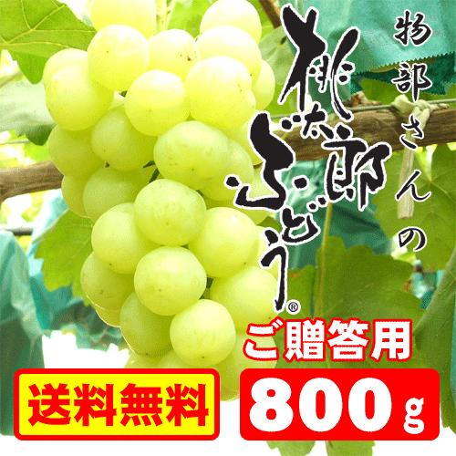 【送料無料】物部さんの桃太郎ぶどうご贈答用800g前後1房朝取りもぎたて★皮まで食べられて、種なし！ご贈答用桃太郎ぶどうです。