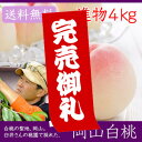 お中元 臼井桃園 白桃 進物用 4Kg 10〜15玉 栽培園限定商品 岡山県産白桃 送料無料 お中元に最適