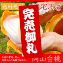 臼井桃園 白桃 ご自宅訳あり 3Kg 8〜11玉 栽培園限定...