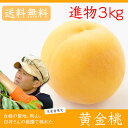 臼井桃園 黄金桃 進物用 3Kg 8〜11玉 栽培