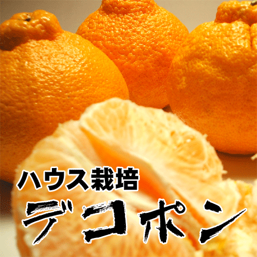 ϥǥݥʤ麴졢礬̵ۥϥǥݥֽ205