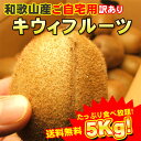 【期間限定・送料無料】和歌山産キウィ(キウイ)フルーツ【ご自宅用・訳あり】たっぷり5kg満杯 フルモニスムージーに最適!05P03Sep16