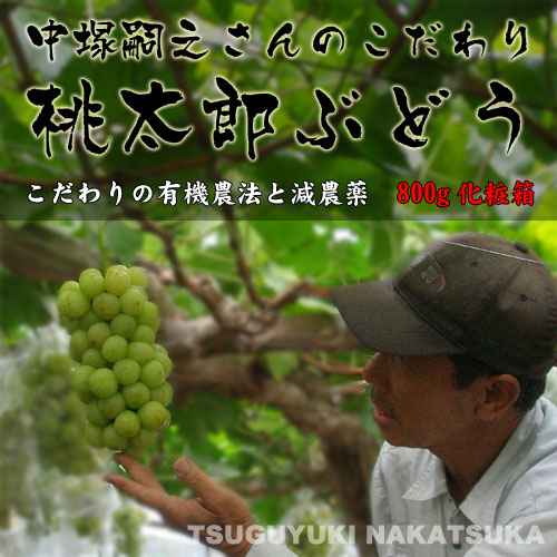 【送料無料】中塚さんの桃太郎ぶどう800g化粧箱