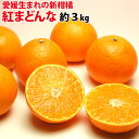 紅まどんな 秀品 Lまたは2L 約3キロ箱 12玉〜15玉 愛媛県産 【お歳暮】【送料無料】