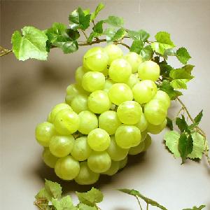 ī⤮ơ8ܽвٳϡ̵òϥϺǤ̵ۡϺ֤ɤ800g72֥