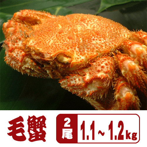 毛蟹2尾で1.1〜1.2kg