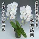 開店・開業・お礼・退職・移転・楽屋見舞い・結婚祝い・誕生日・...