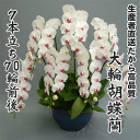 日本屈指の生産者から直接お届けするから品質が違います。開店・開業・お礼・退職・移転・楽屋見舞い・結婚祝い・誕生日・記念日・ビジネス・お歳暮・福袋・景品・クリスマス・お悔みetc大輪胡蝶蘭7本立ち70輪前後