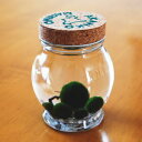 養殖まりも5個入り 【水草】【アクアリウム】【植物】【マリモ育成説明書付】【水道水で育成可能】【ガラス瓶】【コルク】【緑】【グリーン】【北海道お土産】【毬藻】【雑貨】【小物】【インテリア】【阿寒湖おみやげ】