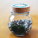 養殖まりも2個入り(ミネラル鉱石入り) 【水草】【植物】【まりも育成説明書付】【ガラス瓶】【コルク】【北海道お土産】【ギフト】【小物】【雑貨】【アイテム】【癒し】【インテリア】【部屋】【観察】【アクアリウム】【販売】【通販】【毬藻】【グリーン】