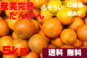 奄美大島産 奄美完熟 たんかん 5kg C級品 (訳あり、傷...