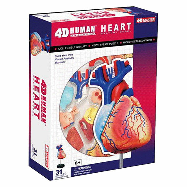 立体パズル 4D VISION 人体解剖モデル No.10 心臓解剖モデル（再販）[スカイ…...:amiami:11187813