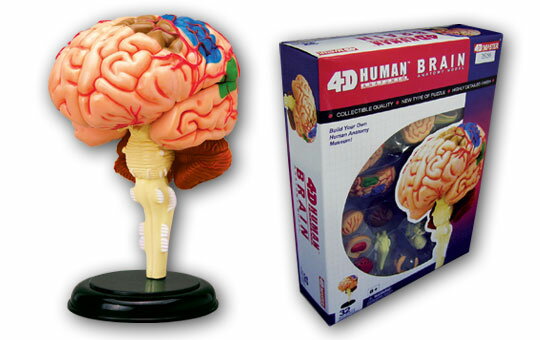 立体パズル 4D VISION 人体解剖モデル No.12 脳解剖モデル（再販）[スカイネ…...:amiami:11187814