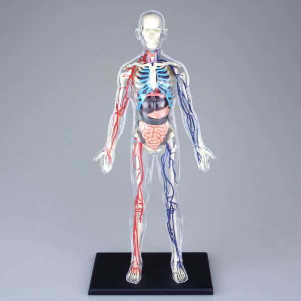 立体パズル 4D VISION 人体解剖モデル No.20 全身解剖スケルトンモデル（再販…...:amiami:11187816