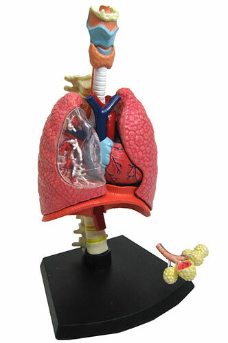 立体パズル 4D VISION 人体解剖モデル No.22 呼吸器解剖モデル[スカイネット…...:amiami:10302294