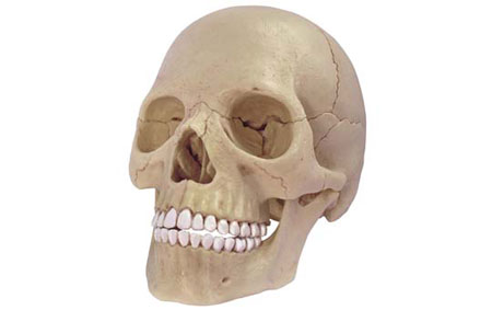 立体パズル 4D VISION 人体解剖モデル No.23 1/2 頭蓋骨解剖モデル（再販…...:amiami:11187817