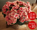 　2013母の日　重なり合う花びらが可憐なボリアス母の日/花/フラワーギフト/アレンジメント/ベゴニア/鉢物　/アンジェ