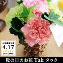 母の日 花 Tak タック ギフト アレンジメント 花束 鉢植え 母の日 花 Tak タック ギフト アレンジメント 花束 鉢植え