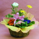 【お誕生日のお花】鉢花のバスケット【品質保証★花】【楽ギフ_包装】【楽ギフ_メッセ】【HLS_DU】【RCP】【SS10P03mar13】【05P04Aug13】