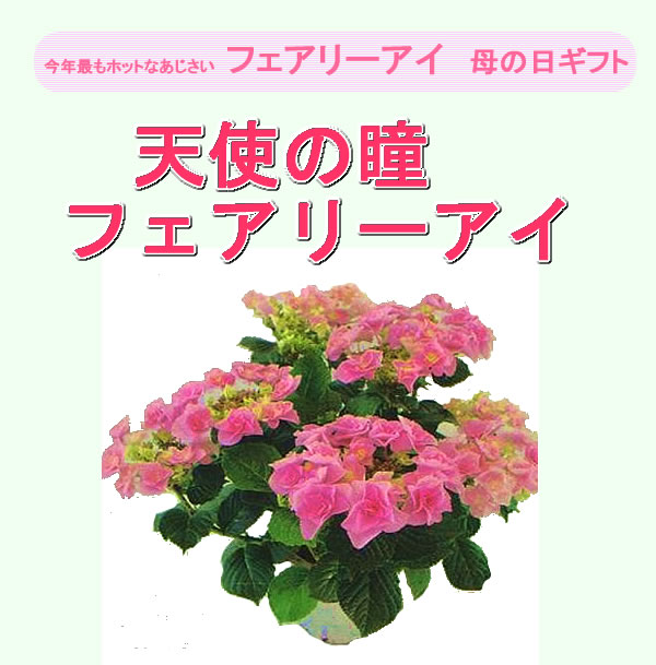 鉢物部門の「フラワー・オブ・ザ・イヤー」に選ばれたあじさい【母の日特集】八重咲きガクアジサイ「フェアリーアイ」【送料無料】【kansai_sale_sp_0409】