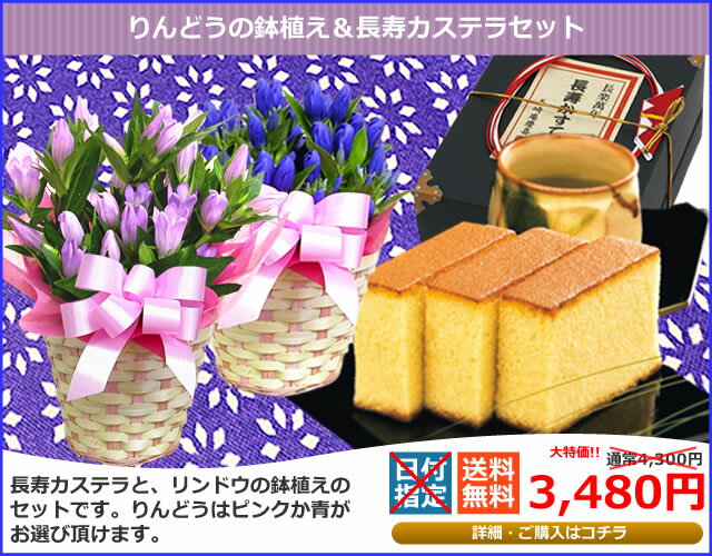 ◇楽天1位◇鉢植え青かピンクの選べるりんどうと長寿カステラセット[敬老の日　ギフト　花]◇楽天1位◇ピンクか青のリンドウの色が選べてカステラも付いてるうれしいセット！　[敬老の日 プレゼント ギフト　花]