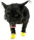 Pawsポウズラバードッグブーツ肉球保護防水イエローXXSサイズ小型犬中型犬12枚天然ゴム