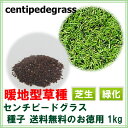 種子 センチピードグラス 1kg 送料無料