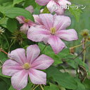 カロライン クレマチス 花と雑貨の情報館