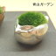 【品品 小林健二 景色盆栽】モダン盆栽 ひなどり 錫(すず)【楽ギフ_包装】【楽ギフ_メッセ入力】