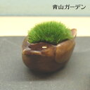 盆栽 苔 コケ ギフト プレゼント 品品 / モダン盆栽 ひなどり 真鍮 /A