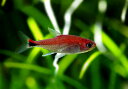 【熱帯魚】ディープレッドホタルテトラ“WILD”30匹 東京...