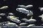 レア魚!【熱帯魚】プラチナテトラオーロ“WILD”1匹神戸店在庫