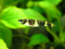 【熱帯魚】クラウンキリーセール価格!