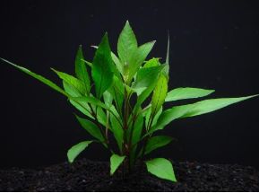https://thumbnail.image.rakuten.co.jp/@0_mall/aqua-f-shop/cabinet/waterweed/imgrc0079021714.jpg?_ex=500x500
