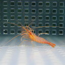 ペパーミントシュリンプ 1匹 4-5cm±! 海水魚 エビ ...
